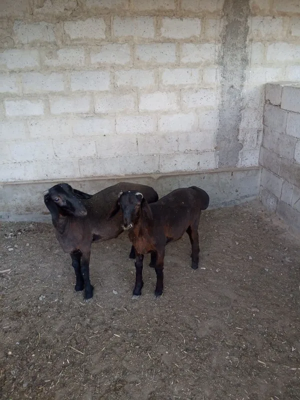 Qochqor baralar sotiladi