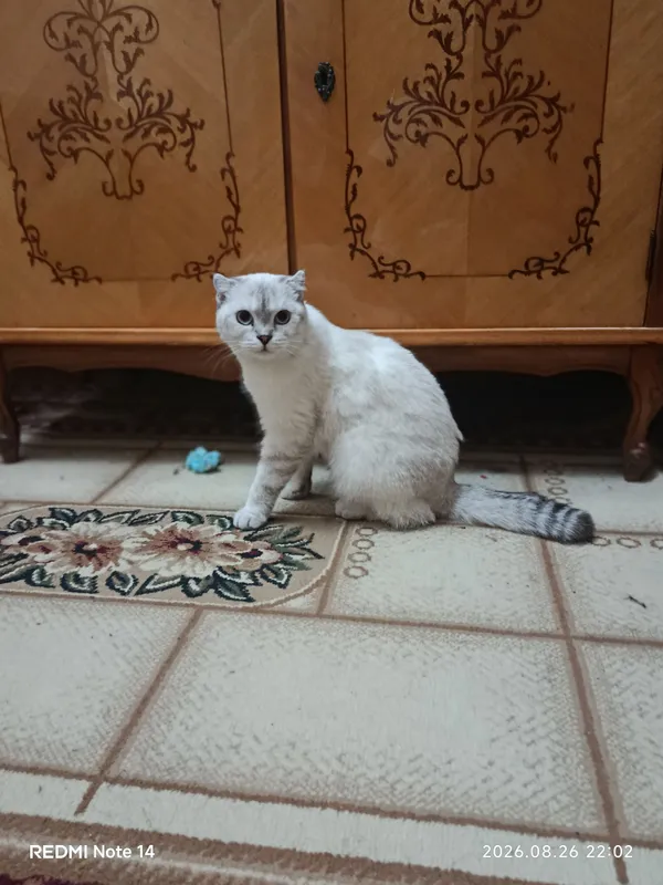Продаётся кошка породы скоттиш-фолд, девочка, 7 месяцев. 2 Продаётся кошка породы скоттиш-фолд, девочка, 7 месяцев. 2