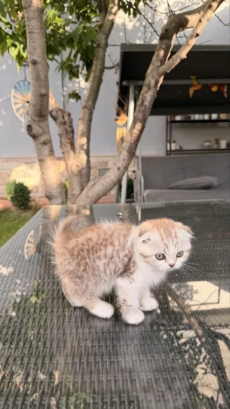 Котёнок 2,5месяца породистый вислоухий — фото 3