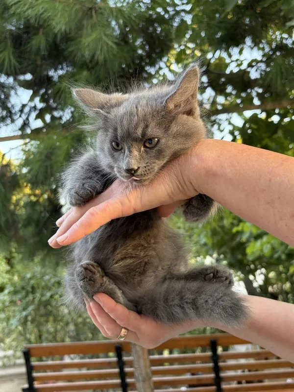 Продаются котята 1