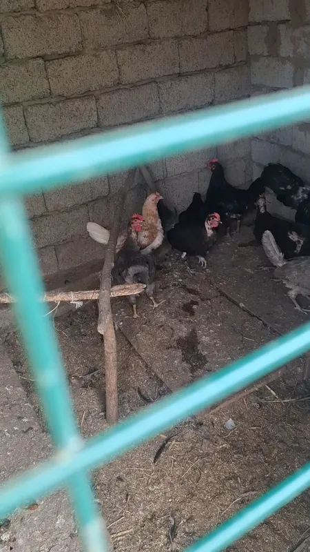 Домашний товула тухумда соглом 9+1