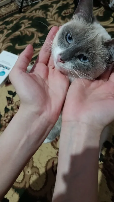 Mushuk, okean kozli