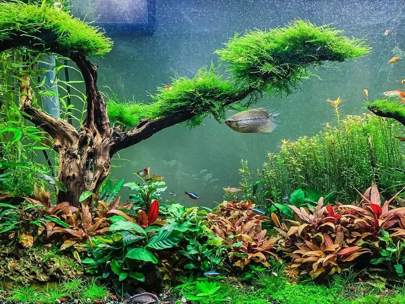 Akvariumlar uchun professional servis | Tozalash | Чистка аквариума — фото 2