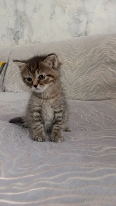 бесплатно отдам кошку и котят в добрые руки — фото 3
