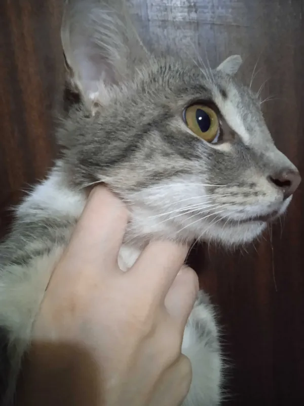 Красивый котик Мартин в добрые ручки. 2
