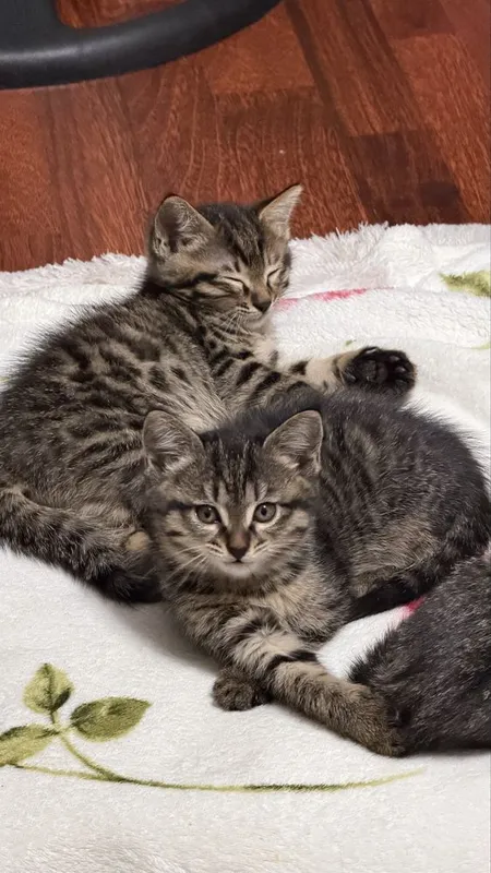 Котята отдам в добрые и ответсвтенные руки — фото 1