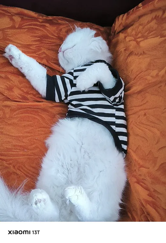 Вислоухий кот, пушистый 2 Вислоухий кот, пушистый 2