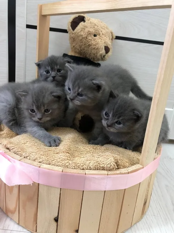 Продажа котят (Британский Шиншила) — фото 4