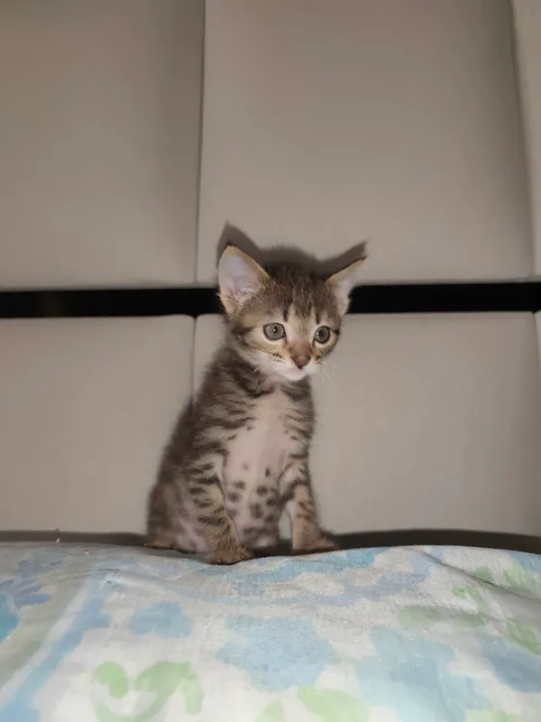 Бесплатно отдам котят — фото 1