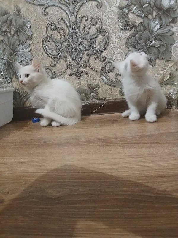 котята 5 котята 5