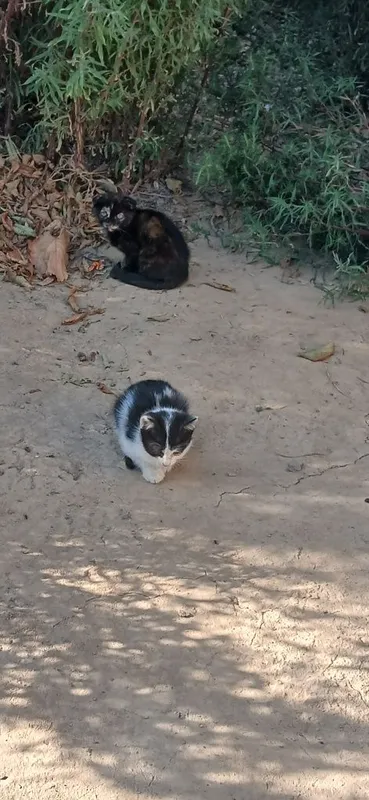 Tekinga bervoraman 2 Tekinga bervoraman 2