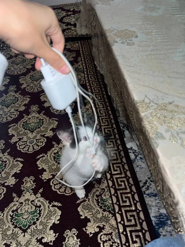 zottor mushuk yoshi 3 oylik qizbola Samarqand