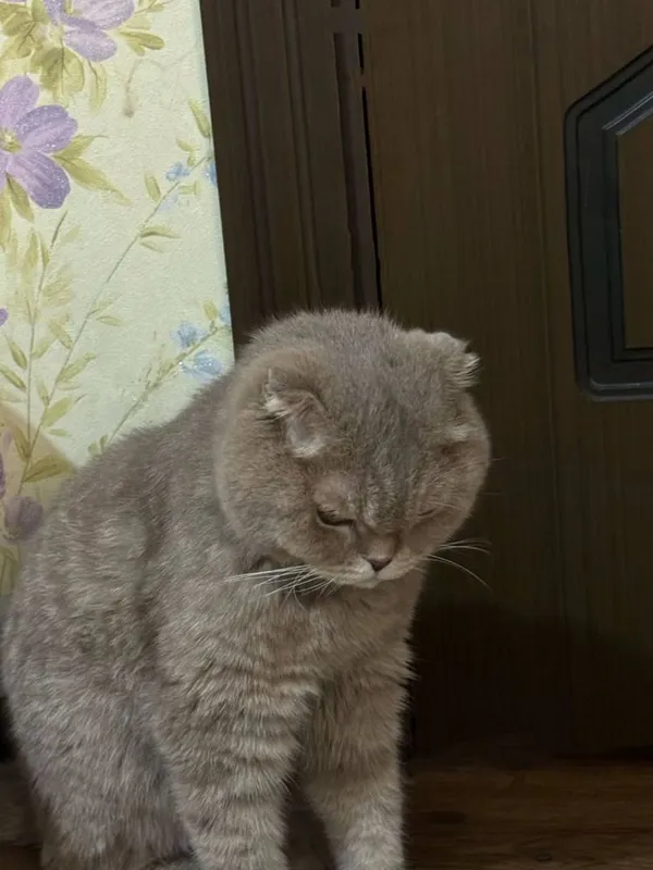 Кошка продаётся серый цвет — фото 1
