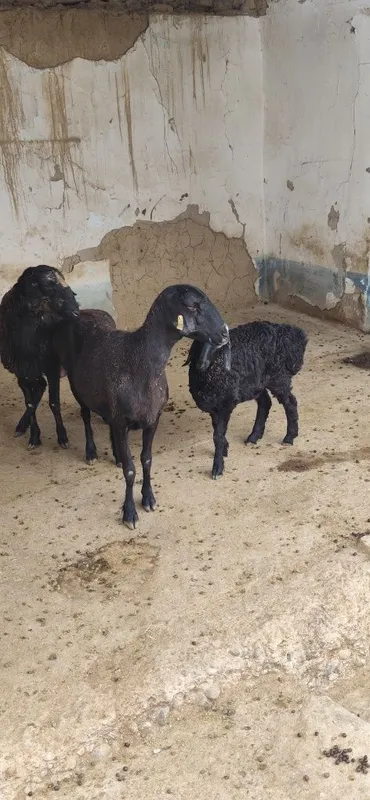 Ona bola qoyla sotiladi bolari 3 oylik — фото 2