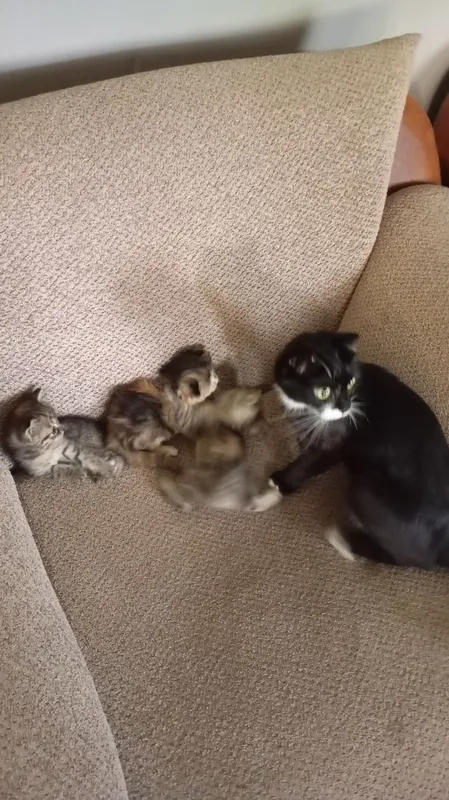Породистые котятя — фото 3