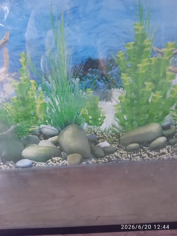 Akvarium va baliklar sotiladi 2 Akvarium va baliklar sotiladi 2