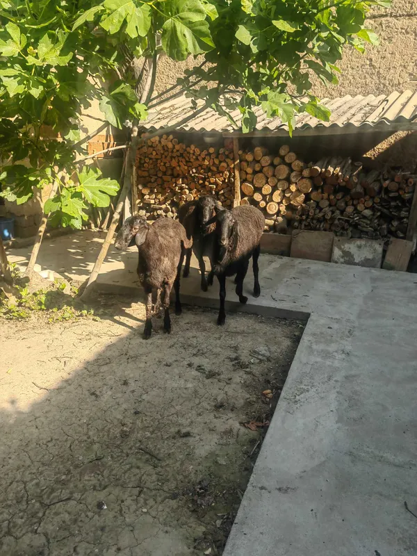 Qurbonlik uchun xonadon qo'ylari. — фото 2
