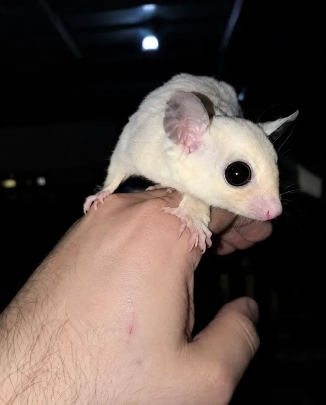 Shakar possum sotiladi 1 Shakar possum sotiladi 1