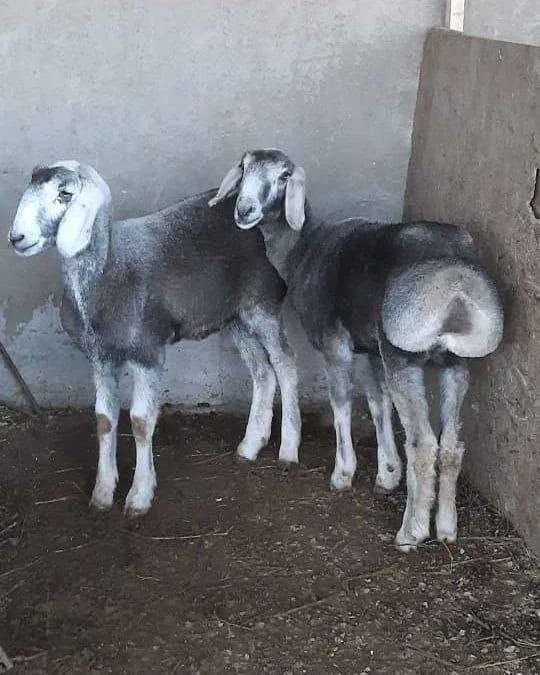 Куй, кучкор, акика маросимларга бор
