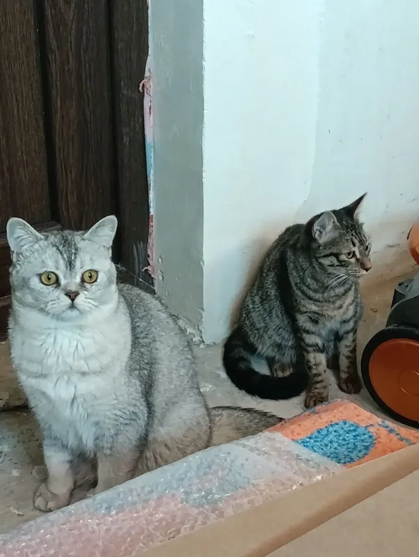 Котята в добрые руки — фото 7