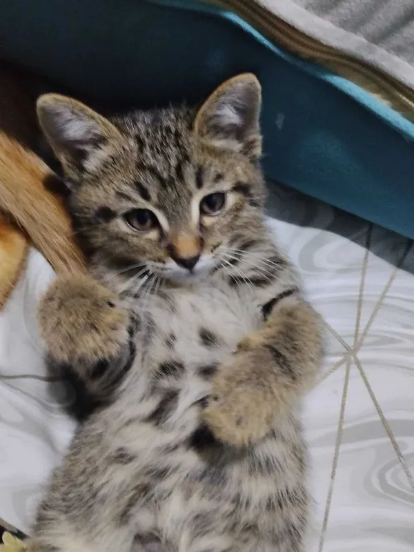 Котенок 2.5 месяца — фото 1