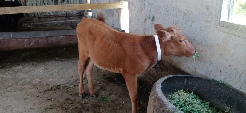 Ona bola sigirlar 7