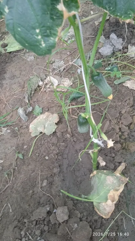 Sixchalik bodiring sotiladi 1