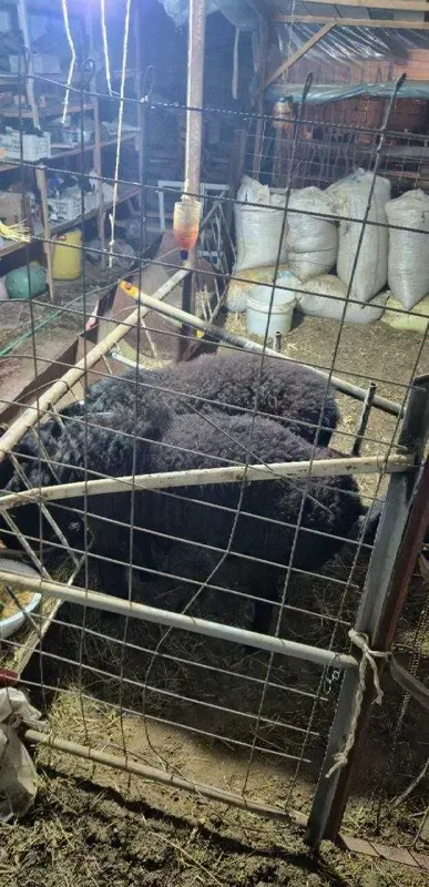 Продаются Бараны 2 Продаются Бараны 2