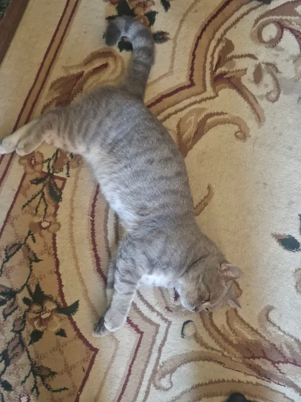 mushu sotladi zotli yoshligdan boqilgan aqli 2 mushu sotladi zotli yoshligdan boqilgan aqli 2