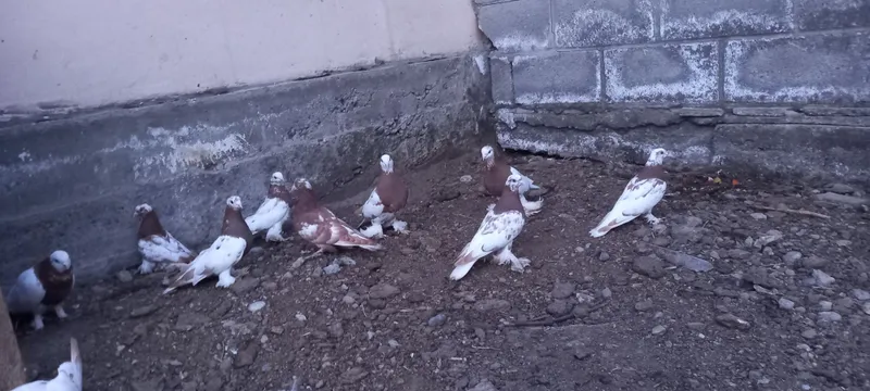 tozalari sotuvda