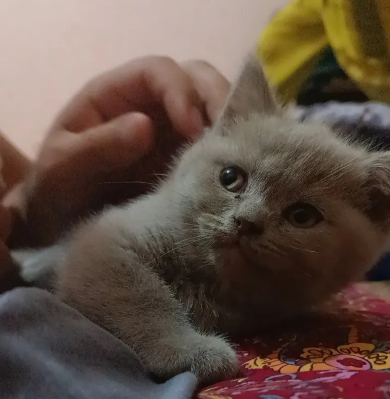 Котята скотиш страйт — фото 3