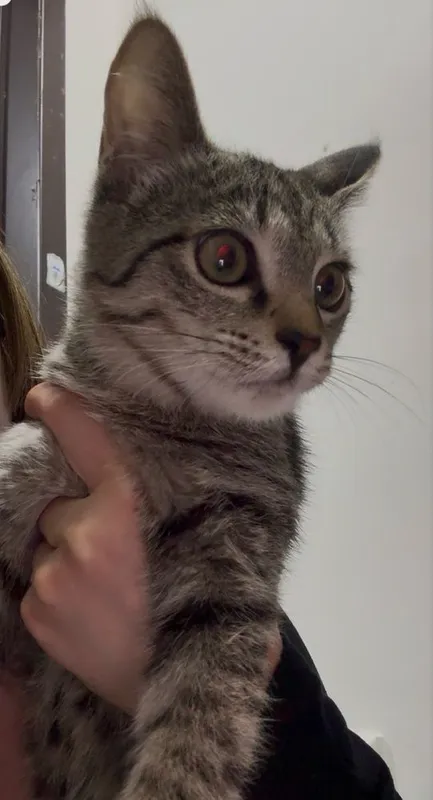 Кот, 6 месяцев мальчик