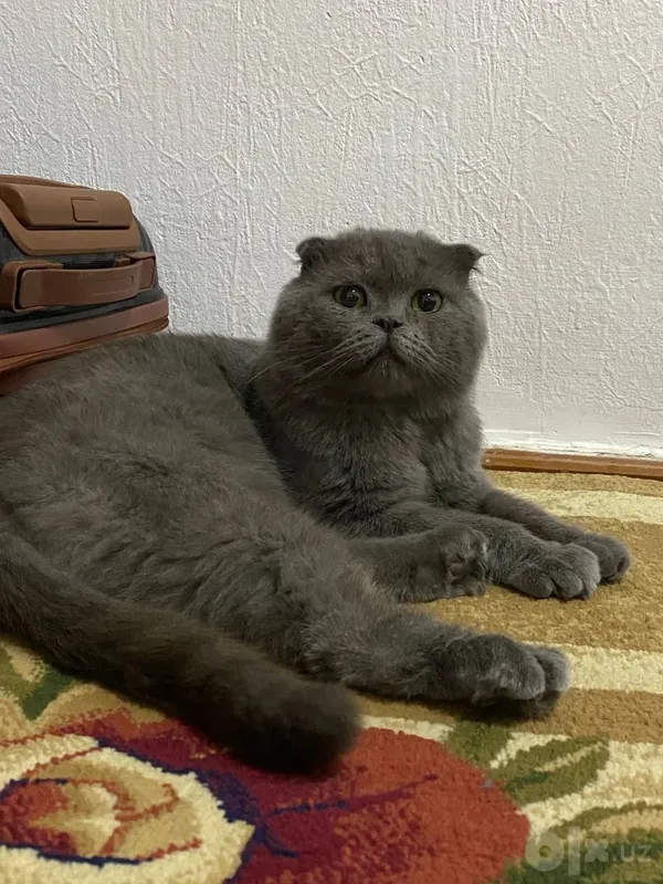 Скоттиш-фолд. Для вязки 2 Скоттиш-фолд. Для вязки 2