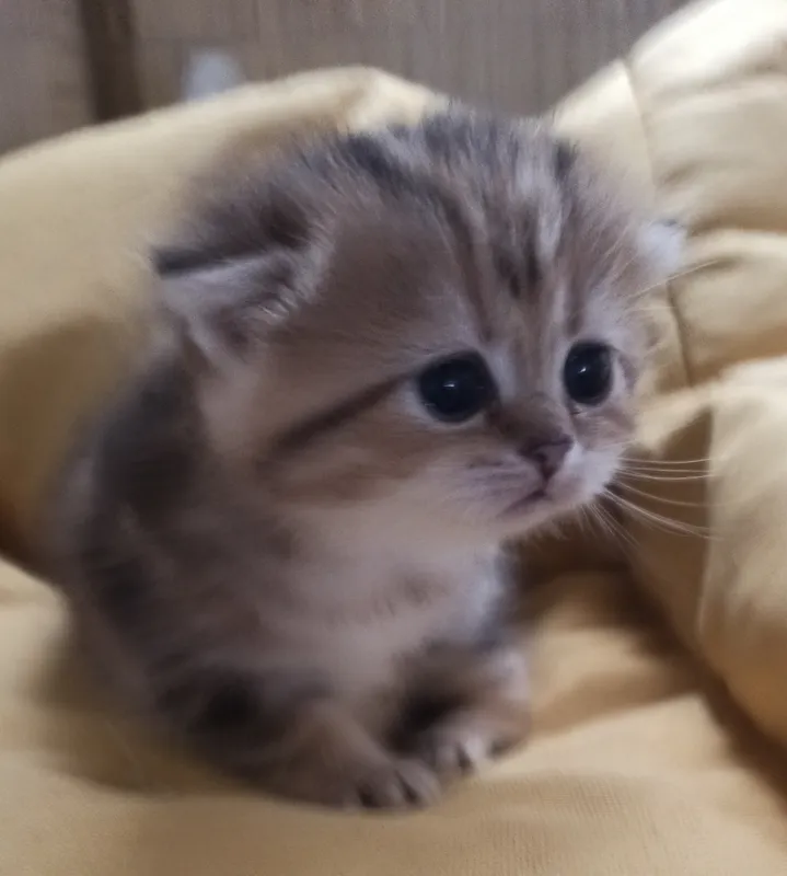 Котята,керлы манчкины,шотландцы.