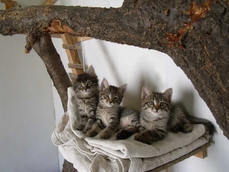 Котята даром 2 месяца