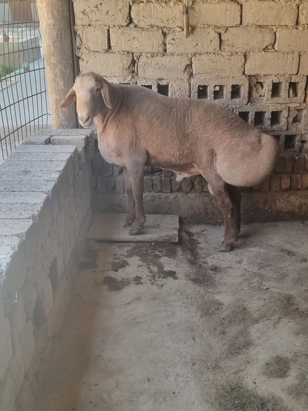 Qochqor zotga zor 1 Qochqor zotga zor 1