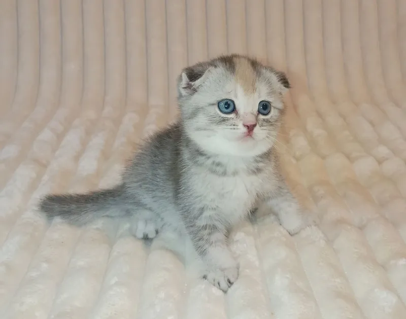 Продается шикарный котенок девочка, фолд — фото 2