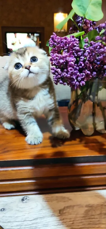 Продаются шикарные котята скотиш фолд и скотиш страйт — фото 4