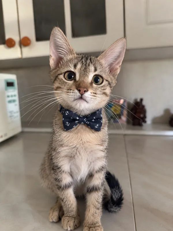 пристраивается котенок мальчик 2 пристраивается котенок мальчик 2