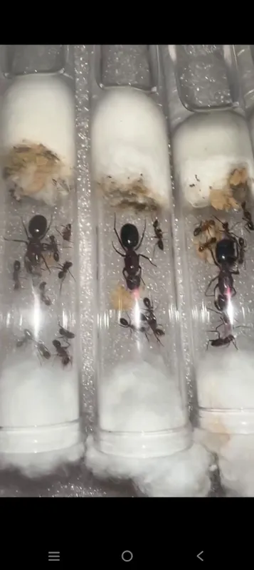 Camponotus turkestanicus 1 Camponotus turkestanicus 1