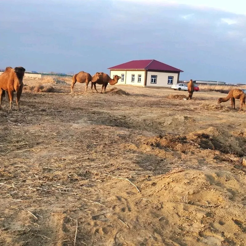 Туя сути сотилади