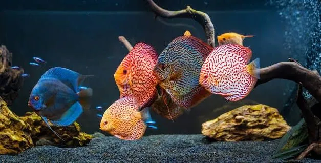 Akvariumlar uchun professional servis | Tozalash | Чистка аквариума — фото 5