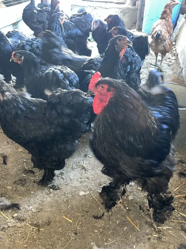 Birama tovuq xòrozlar sotiladi 1 Birama tovuq xòrozlar sotiladi 1