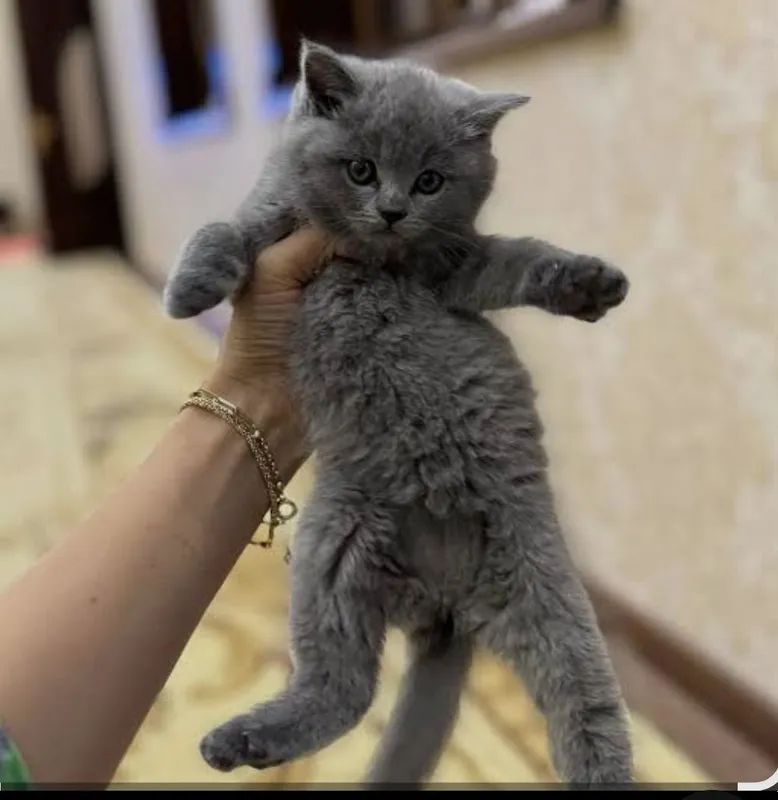 Договоримся Договоримся