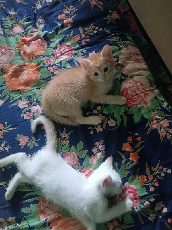 mushukchalar bor onasi bilan xadya ga beraman — фото 1