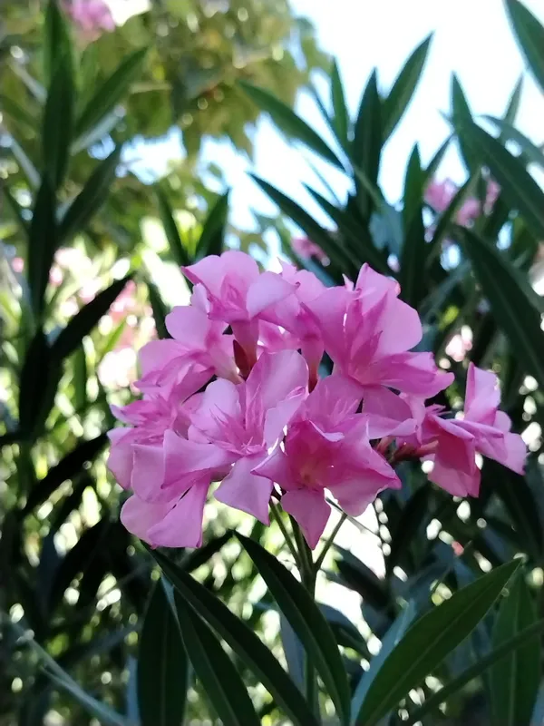 Олеандр розовый (Nerium oleander) — 70 см 1 Олеандр розовый (Nerium oleander) — 70 см 1