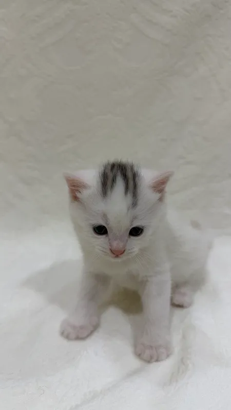 котята в хорошие руки 4 котята в хорошие руки 4