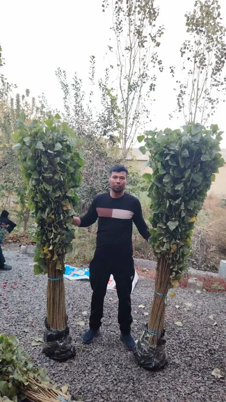 Terak koʻchatlari optim