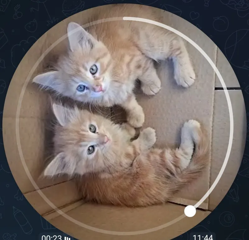 Котята 2 Котята 2