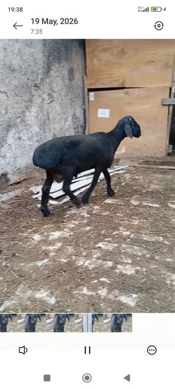 qochqor